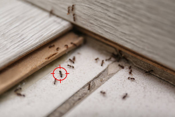 Best Termite Control Services  in Batavia, IL