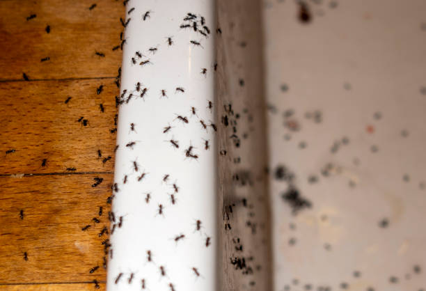 Insect Control in Batavia, IL