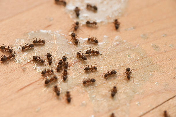 Pest Control Cost in Batavia, IL