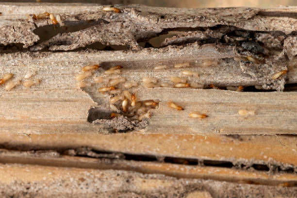 Trusted Batavia, IL Pest Control Experts