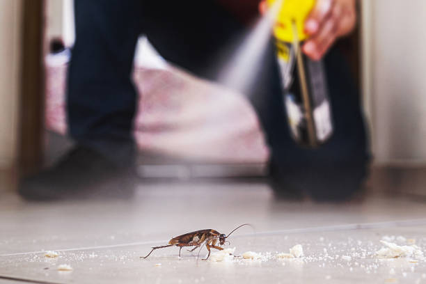 Best Termite Control Services  in Batavia, IL